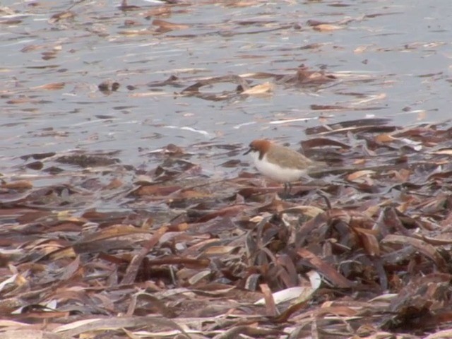 Red-capped Plover - ML201563491
