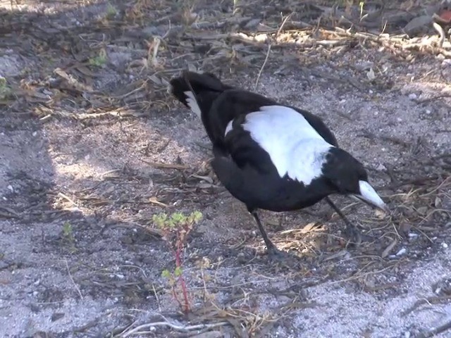 Australian Magpie (White-backed) - ML201563521