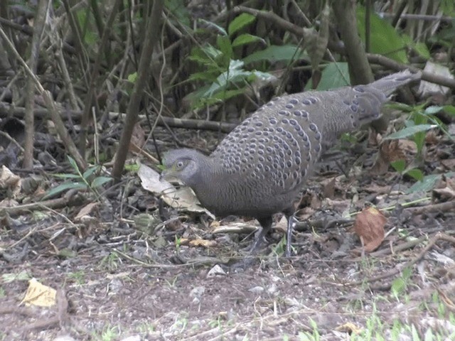 Gray Peacock-Pheasant - ML201563881