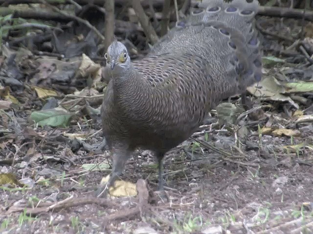 Gray Peacock-Pheasant - ML201563891