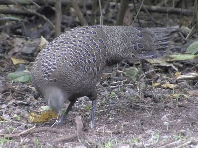 Gray Peacock-Pheasant - ML201563901