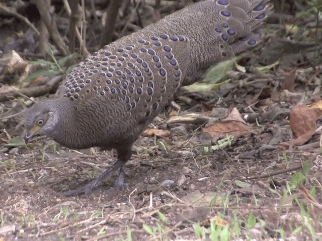 Gray Peacock-Pheasant - ML201563921