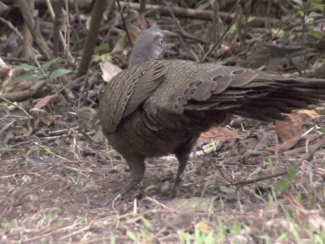 Gray Peacock-Pheasant - ML201563931