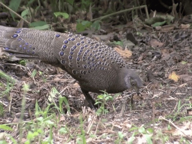 Gray Peacock-Pheasant - ML201563941