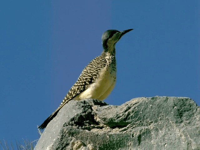 Andean Flicker (Southern) - ML201563951