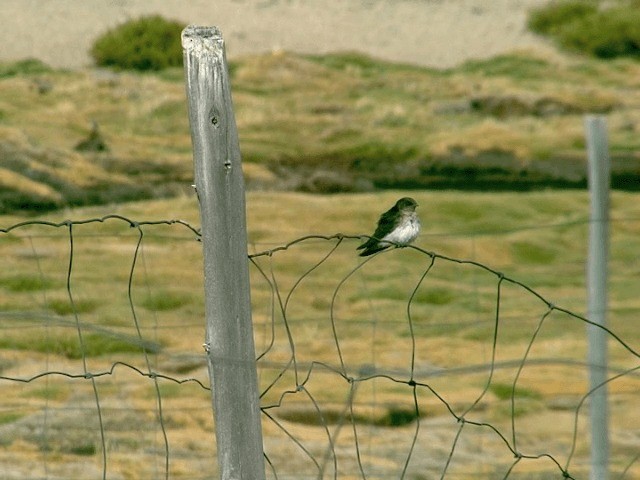 Andean Swallow - ML201564021