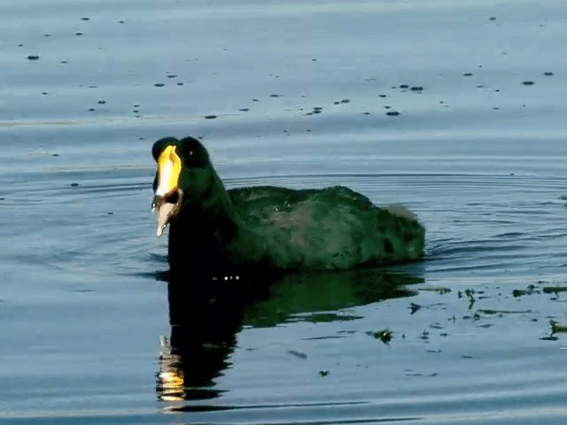 Giant Coot - ML201564081