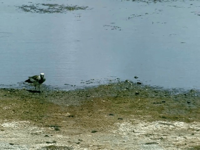 Andean Lapwing - ML201564211