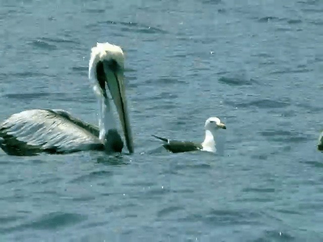 pelikán chilský - ML201564361
