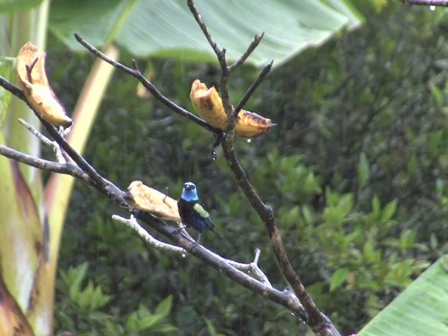 Blue-necked Tanager - ML201564751