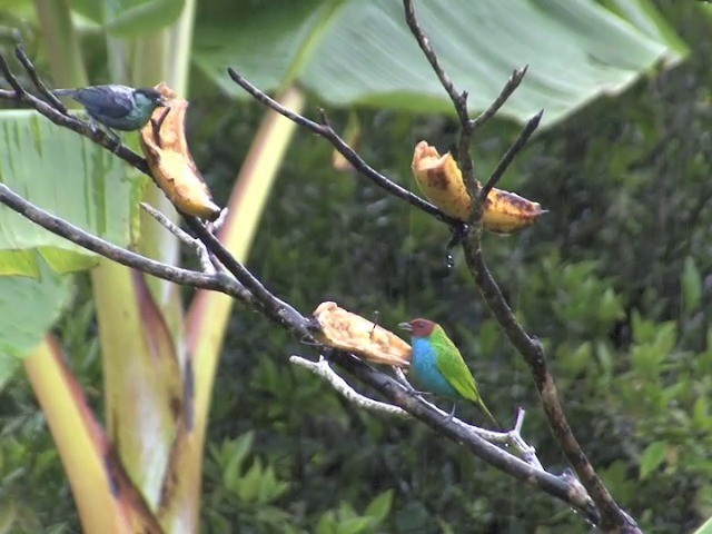 Bay-headed Tanager (Bay-and-blue) - ML201564781