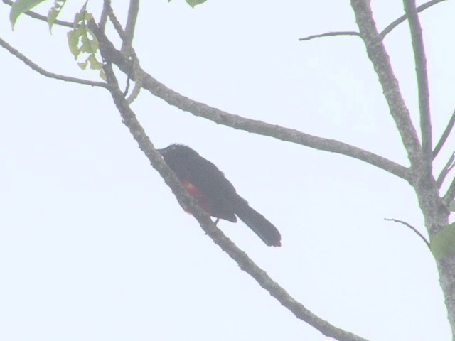 Red-bellied Grackle - ML201564921
