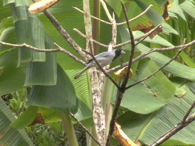 Black-faced Tanager - ML201564931