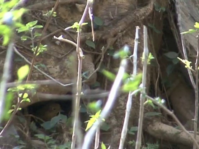  - Immaculate Cupwing