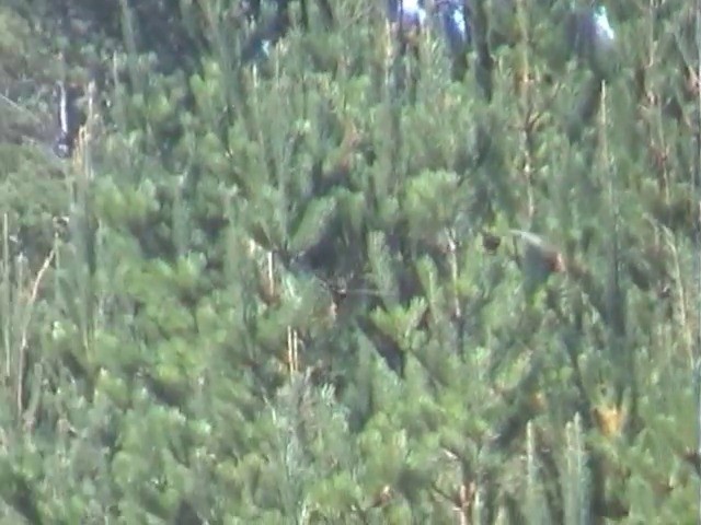 Yellow-tailed Black-Cockatoo - ML201565081