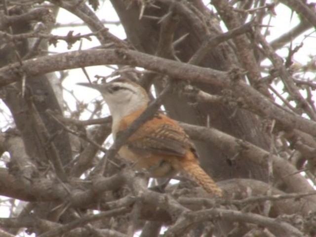  - Superciliated Wren