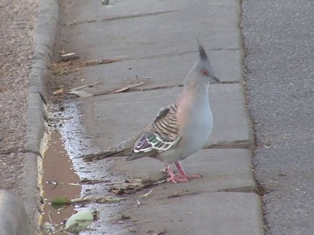 Crested Pigeon - ML201565731