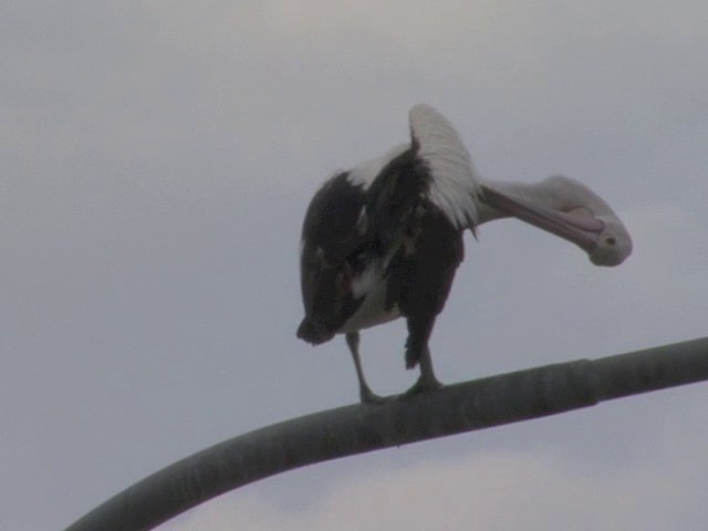 pelikán australský - ML201565881