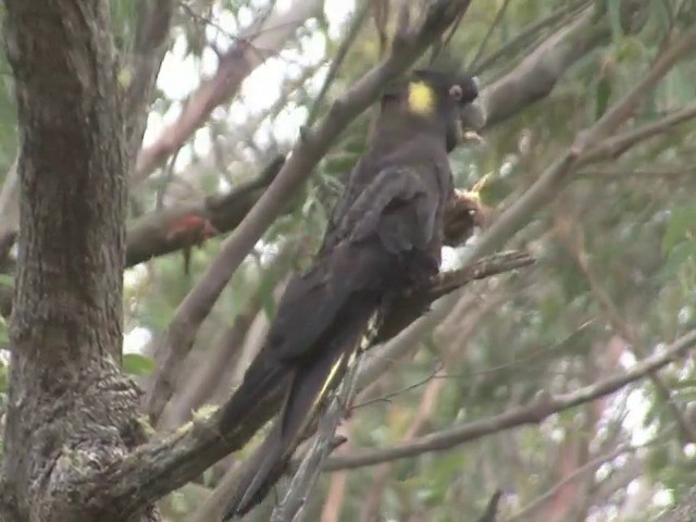 Yellow-tailed Black-Cockatoo - ML201565961