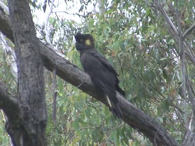 Yellow-tailed Black-Cockatoo - ML201565971