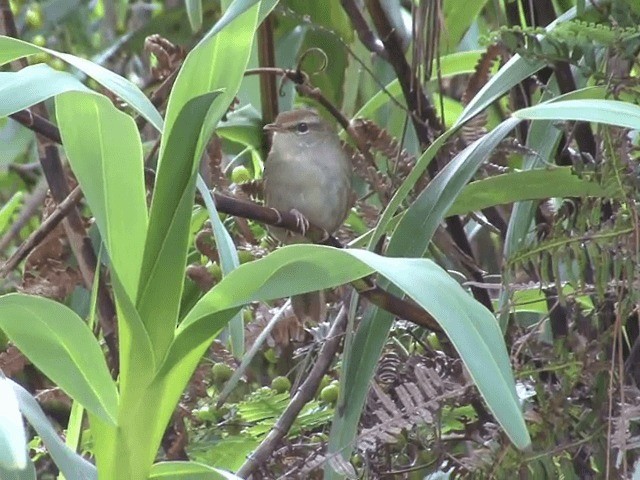 Philippine Bush Warbler - ML201566181