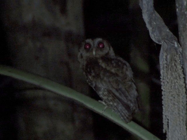 Sunda Scops-Owl - ML201566351