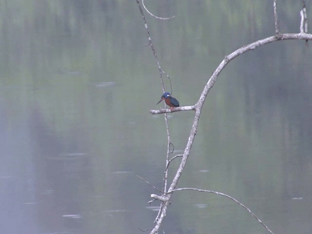 Blue-eared Kingfisher - ML201566431