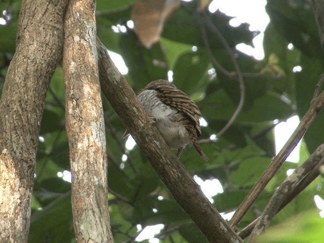 Banded Kingfisher (Banded) - ML201566461