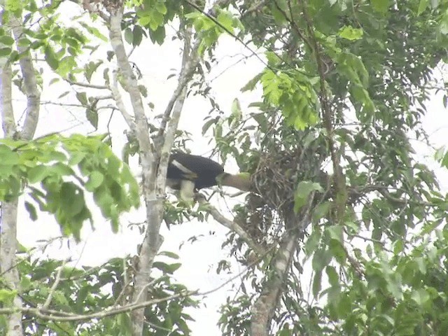 Great Hornbill - ML201566491