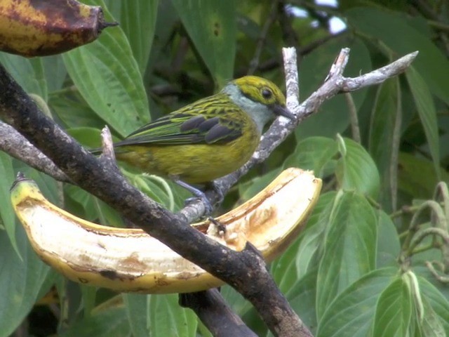 Silver-throated Tanager - ML201566581