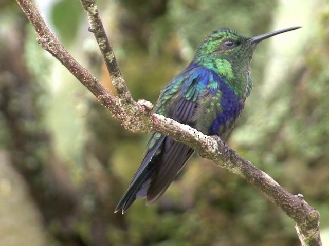 kolibřík vidloocasý [skupina fannyae] - ML201566641