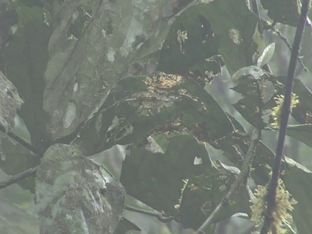 Зеленник жовтогорлий (підвид flavigularis/marginatus) - ML201566731