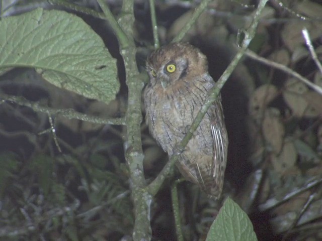 Tropical Screech-Owl - ML201566741