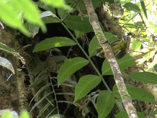 Gold-ringed Tanager - ML201567041