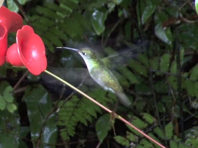 White-bellied Hummingbird - ML201567191