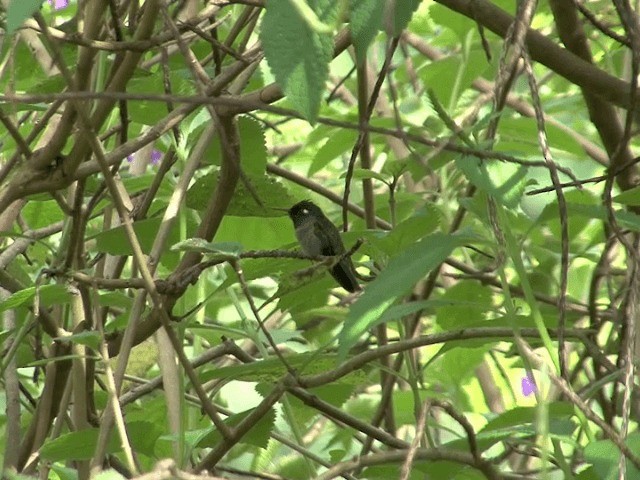 Violet-headed Hummingbird - ML201567601