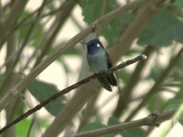 Violet-headed Hummingbird - ML201567631