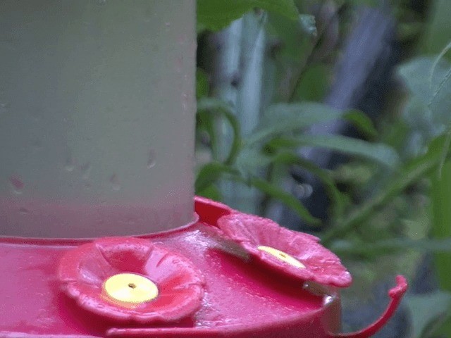 kolibřík peruánský - ML201567811