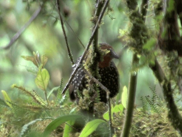 Ocellated Tapaculo - ML201567831