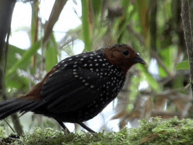 Ocellated Tapaculo - ML201567861