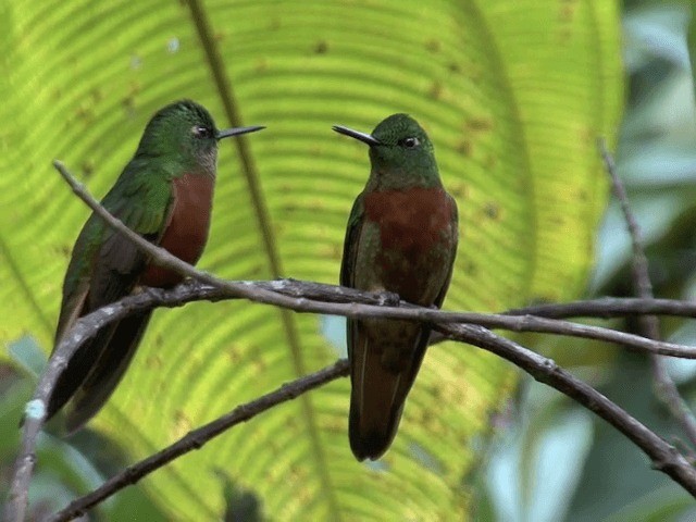 kolibřík peruánský - ML201567951