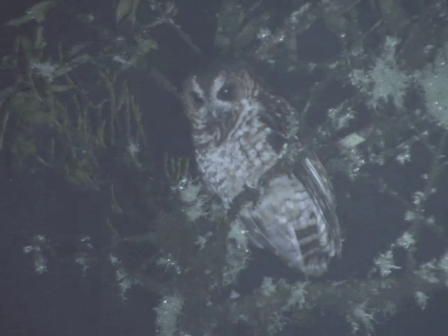 Rufous-banded Owl - ML201567961