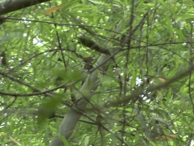 Pale-headed Woodpecker - ML201567971