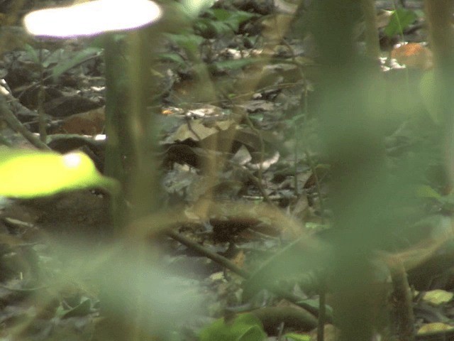 Scaly-breasted Partridge (Green-legged) - ML201568061