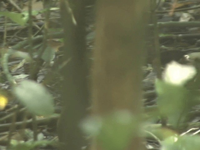 Scaly-breasted Partridge (Green-legged) - ML201568091