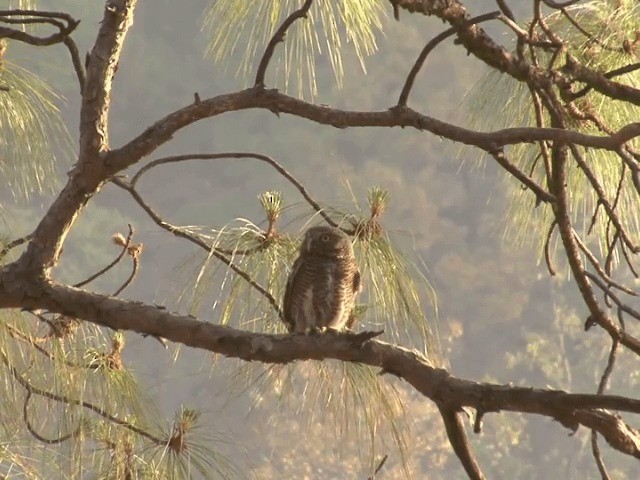 Asian Barred Owlet - ML201568211