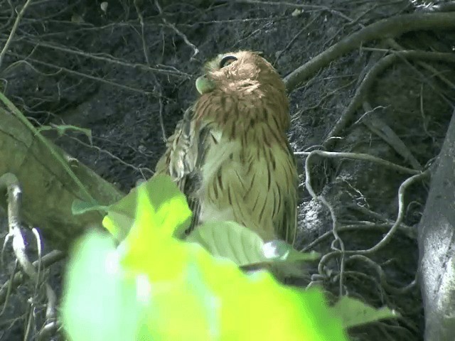 Philippine Eagle-Owl - ML201568341