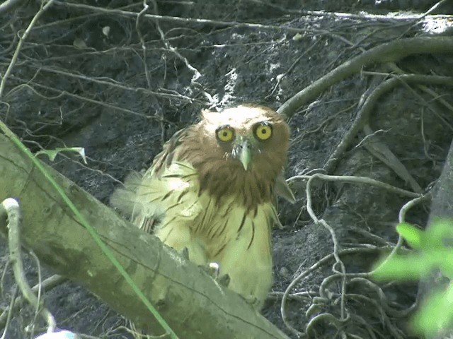 Philippine Eagle-Owl - ML201568361