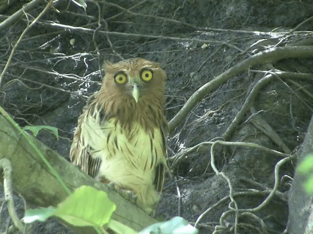 Philippine Eagle-Owl - ML201568371