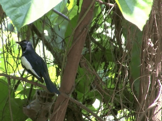 Philippine Magpie-Robin - ML201568521